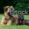 Cat & Dog